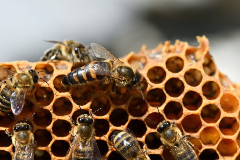 bee, insect, honeybee, honey, beekeeper, beekeeping, nature, carnica, queen bee, bee hive, carniolan honey bee, honeybee, honeybee, honey, queen bee, queen bee, queen bee, queen bee, queen bee, bee hive