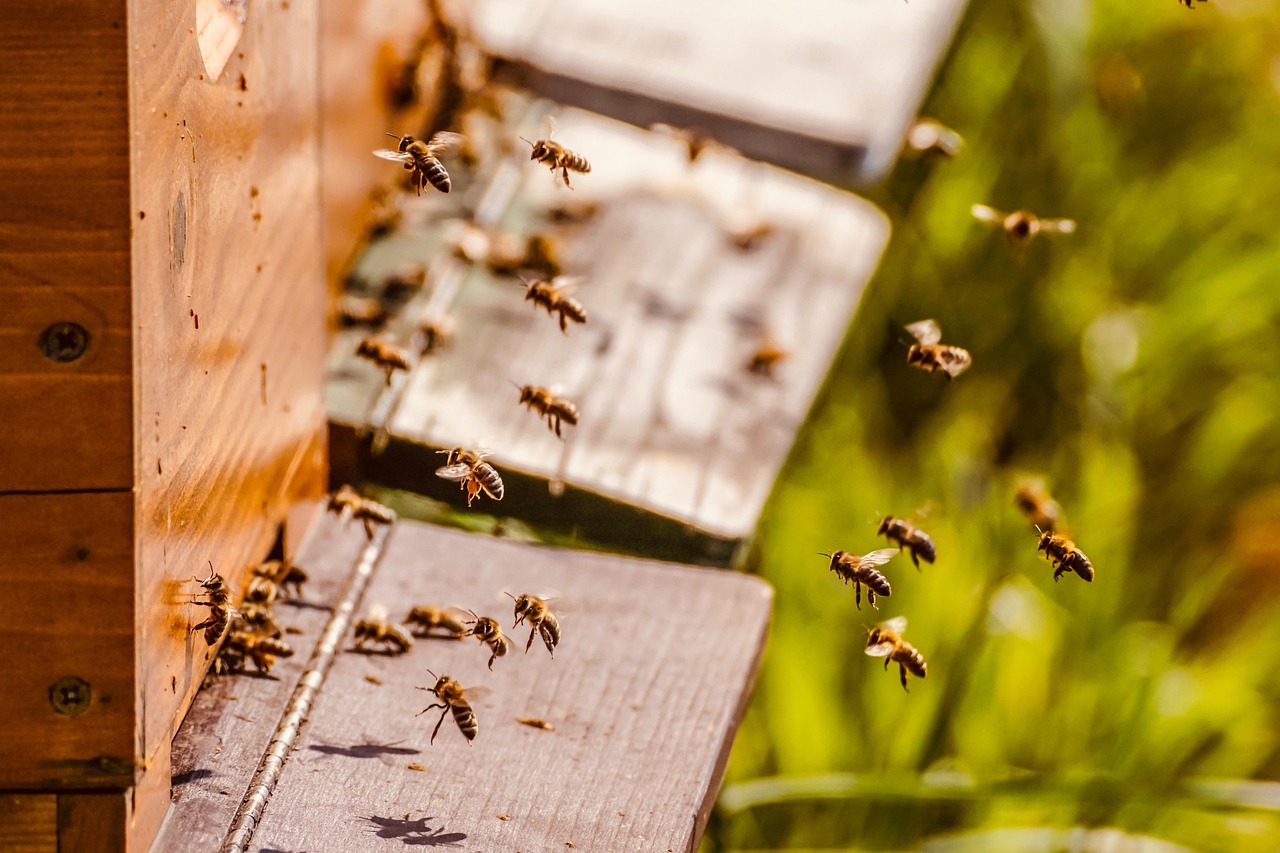 Home beehive, bee colony, honey bees, bees, bee keeping, swarm of bees, honey, bee breeding, insects, work, honey bee, honey production, flying insect, to hum, flying, beehive, beehive, beehive, beehive, beehive, honey bees, bees, bees, bees, bees, bee keeping, bee keeping, bee keeping, honey, honey bee, honey bee