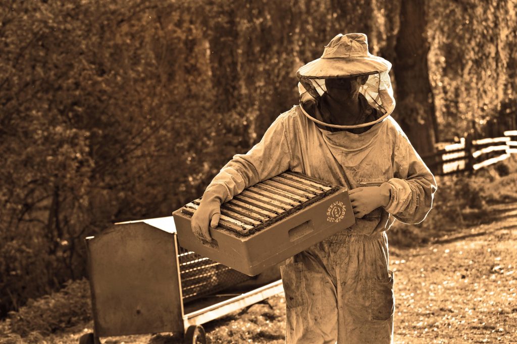 mabelamber man 3404451 1920