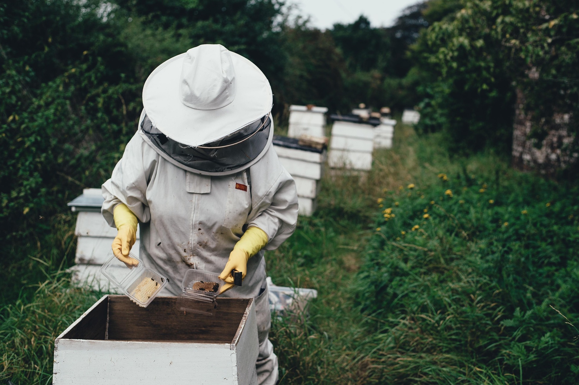 Home pexels apiary 1866740 1920